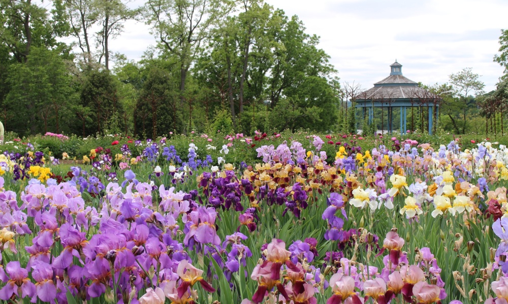 Royal Botanic Garden rực rỡ sắc hoa trong nắng h&egrave; th&aacute;ng 6 tại Edinburgh