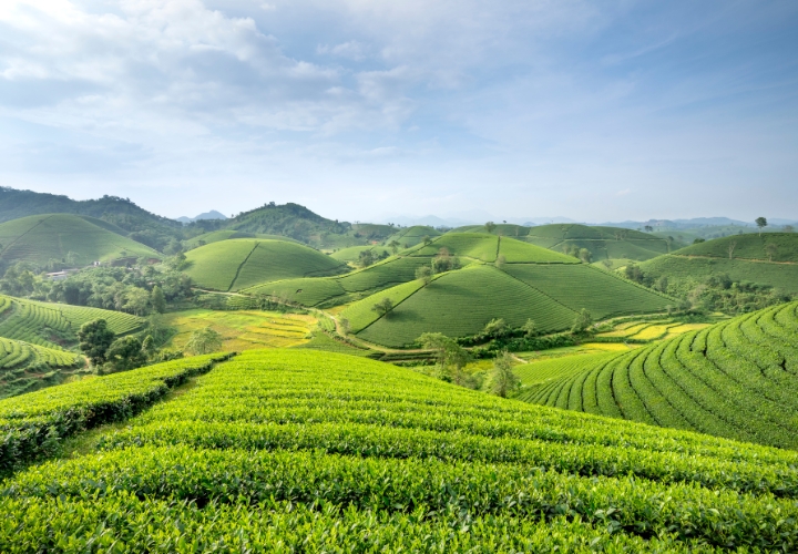 C&aacute;nh đồng tr&agrave; xanh O&rsquo;Sulloc được bao quanh bởi những đồi tr&agrave; trải d&agrave;i b&aacute;t ng&aacute;t