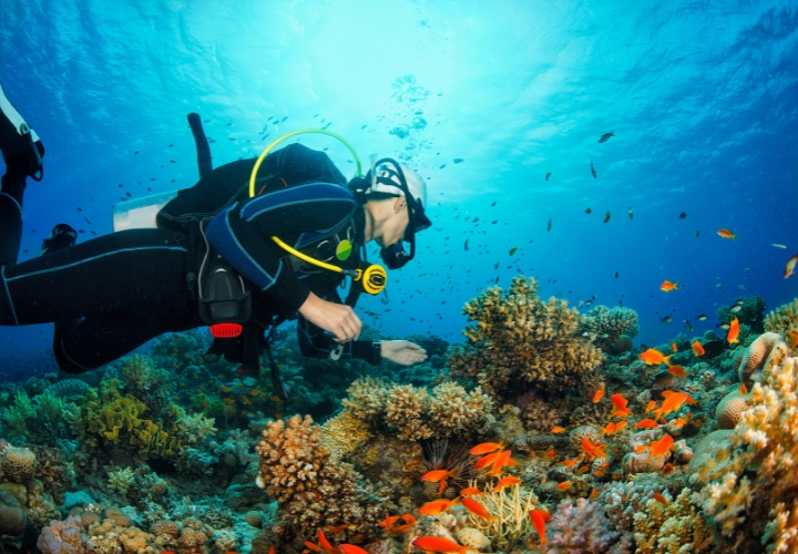 Du kh&aacute;ch c&oacute; thể lặn biển ngắm san h&ocirc;