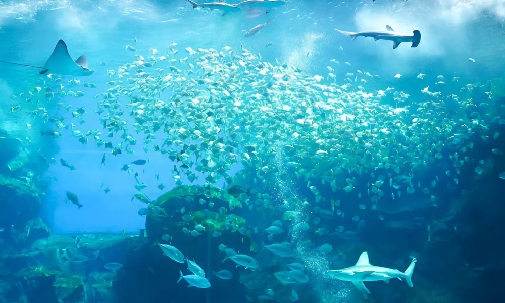 Thủy cung Xpark t&aacute;i hiện sinh động thế giới đại dương giữa l&ograve;ng Đ&agrave;o Vi&ecirc;n