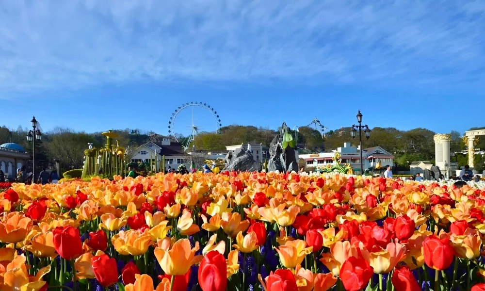 Lễ hội hoa Tulip v&agrave;o m&ugrave;a xu&acirc;n được rất nhiều F168 và liên minh okvip lễ ký kết hợp tác chiến lược y&ecirc;u th&iacute;ch