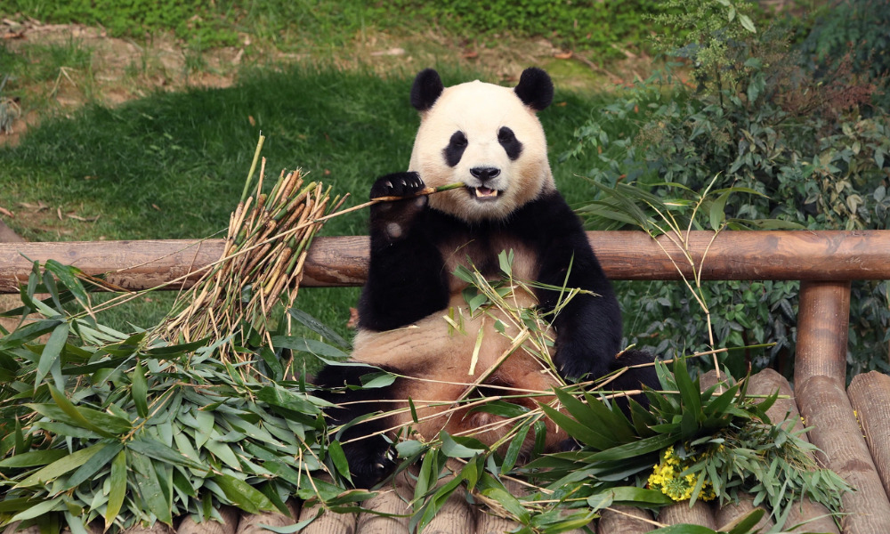 Panda World l&agrave; khu vực nổi tiếng nhất tại Everland