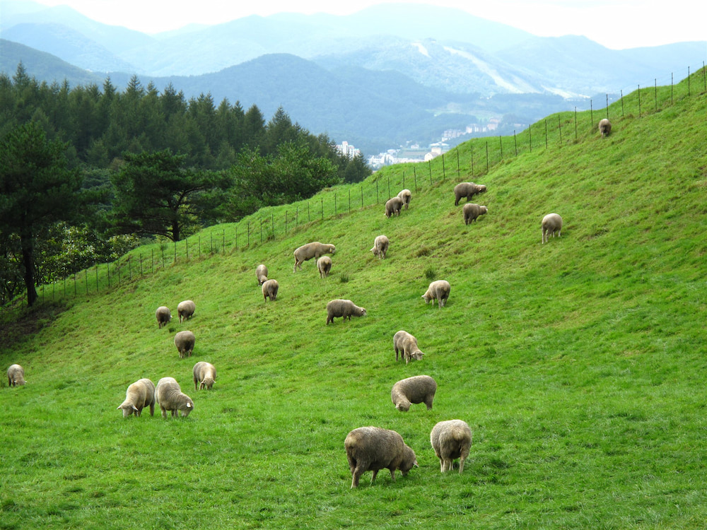 Trang trại cừu Daegwallyeong mang đến không gian thoáng đãng, trong lành