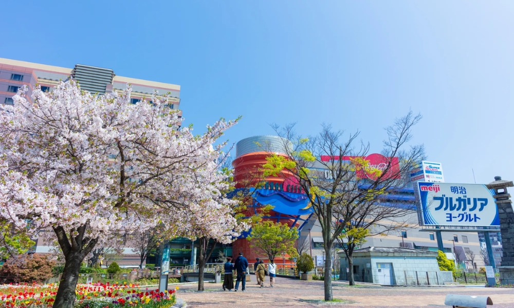 Khung cảnh m&ugrave;a xu&acirc;n rực rỡ tại trung t&acirc;m th&agrave;nh phố Hakata với h&agrave;ng c&acirc;y anh đ&agrave;o nở rộ