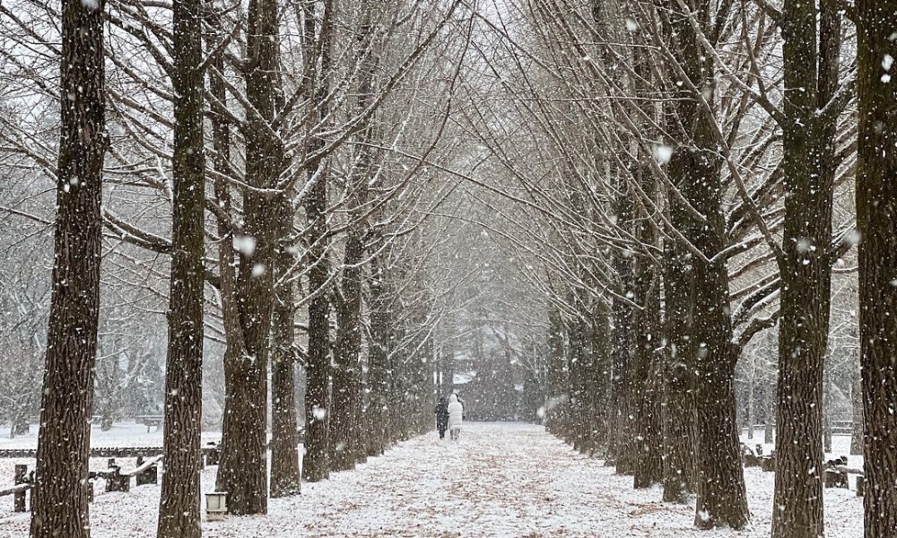 Lối đi phủ tuyết trắng l&atilde;ng mạn tại đảo Nami