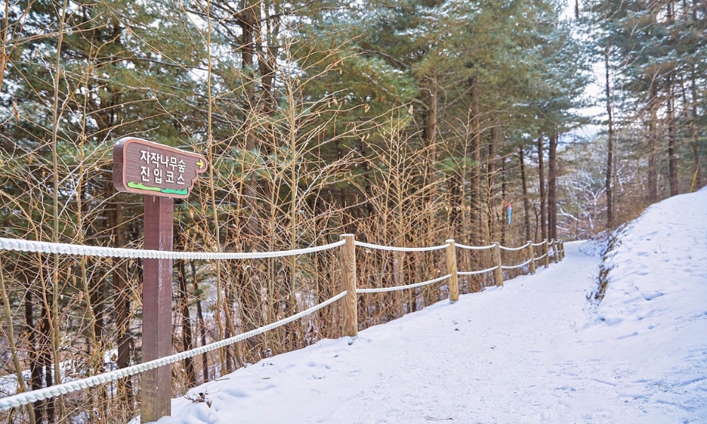 Đường m&ograve;n phủ tuyết xuy&ecirc;n qua rừng bạch dương thẳng tắp