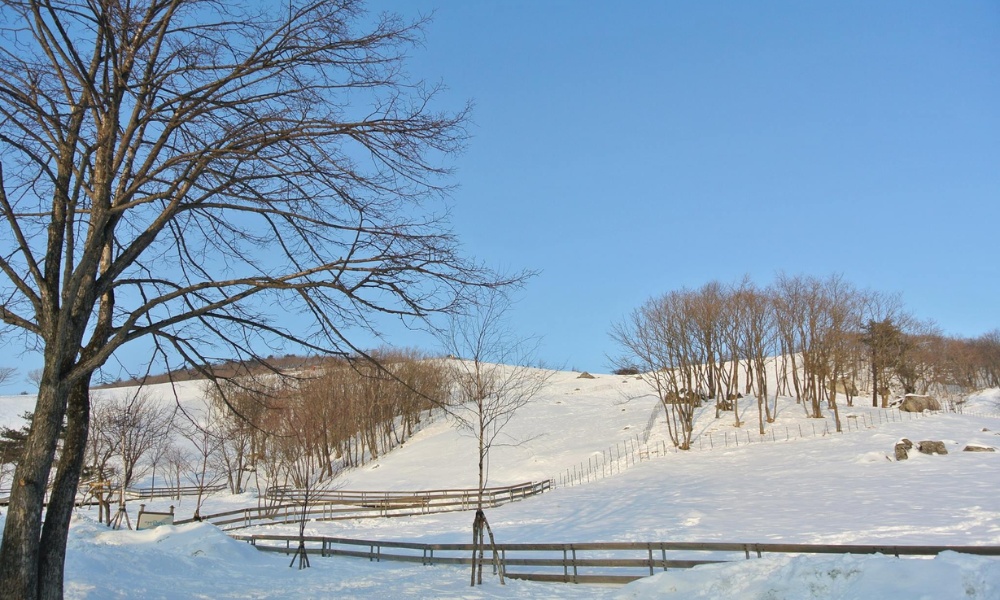 To&agrave;n cảnh trang trại Daegwallyeong phủ đầy tuyết m&ugrave;a đ&ocirc;ng