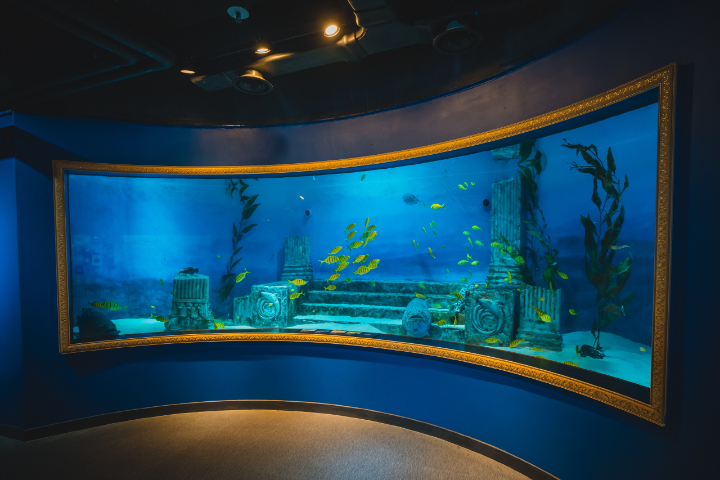 Thủy cung Coex – thế giới đại dương thu nhỏ với hàng nghìn loài sinh vật biển độc đáo.