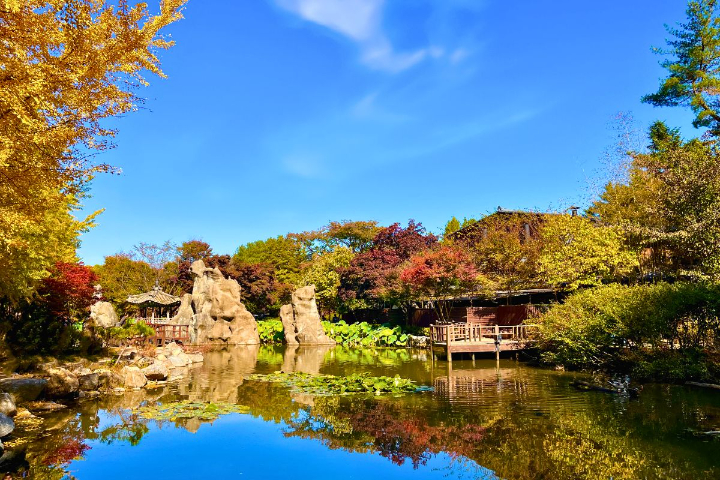 Hòn đảo lãng mạn với hàng cây ngân hạnh vàng rực vào mùa thu, nơi đây cũng là bối cảnh của nhiều bộ phim nổi tiếng.