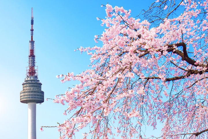 Mùa xuân là thời điểm lý tưởng để ngắm hoa anh đào nở rộ và tận hưởng không khí dễ chịu