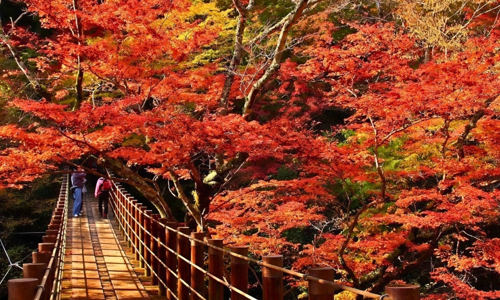 M&ugrave;a thu Ibaraki &ldquo;đỏ rực&rdquo; với rừng c&acirc;y l&aacute; phong