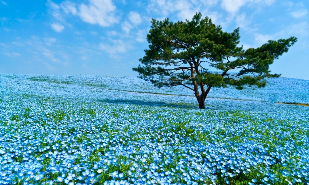 Đồi Miharashi rực rỡ sắc xanh của hoa Nemophila v&agrave;o th&aacute;ng 4