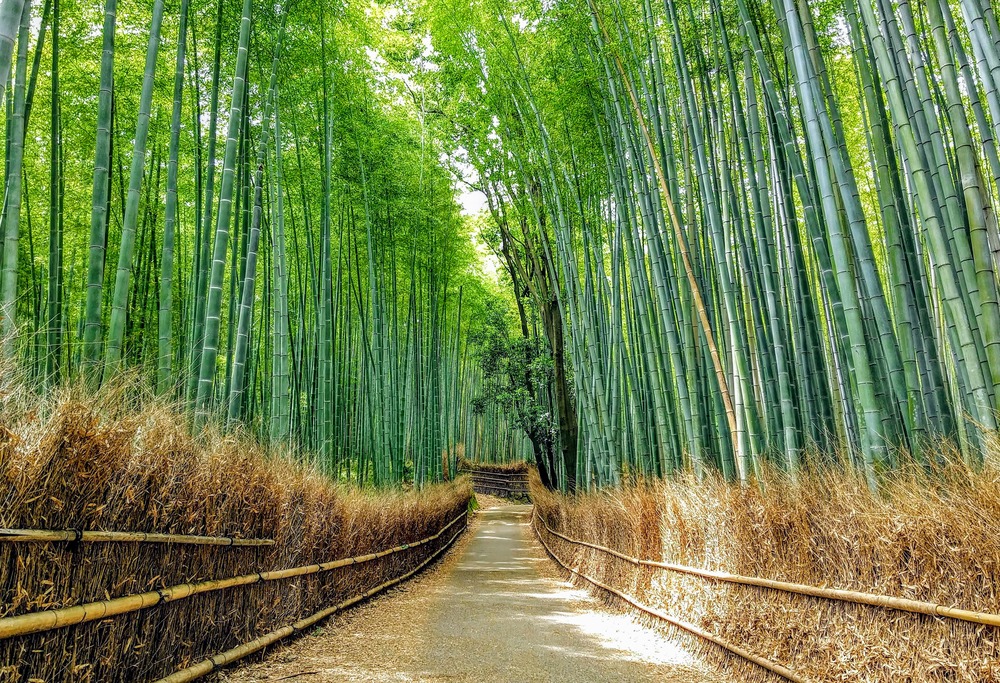 Lối mòn 0,3 dặm xuyên qua rừng tre Arashiyama xanh mướt