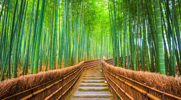 Khung cảnh huyền ảo của rừng tre Arashiyama với những thân tre thẳng tắp vươn cao