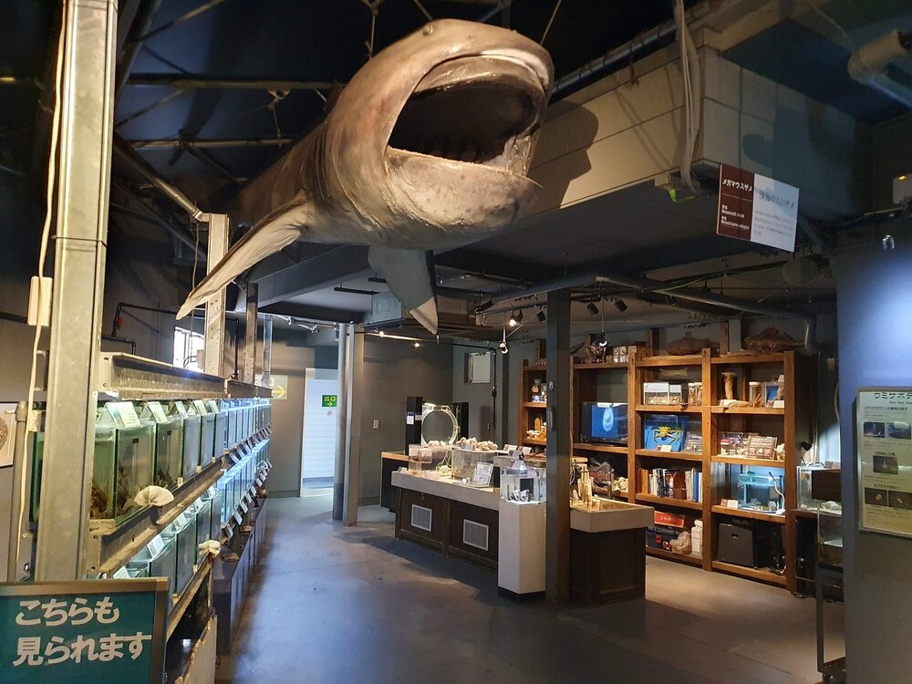 Thủy cung Toba – điểm đến hấp dẫn với hơn 1.200 loài sinh vật biển đặc sắc