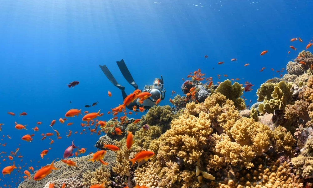 Lặn ngắm san hô tại John Pennekamp Coral Reef State Park