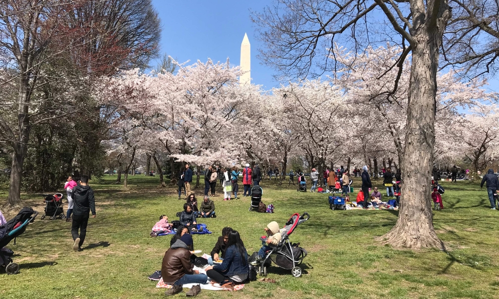 Lễ hội hoa anh đ&agrave;o l&agrave; minh chứng cho mối quan hệ tốt đẹp giữa Mỹ v&agrave; Quatangf168 tải ứng dụng