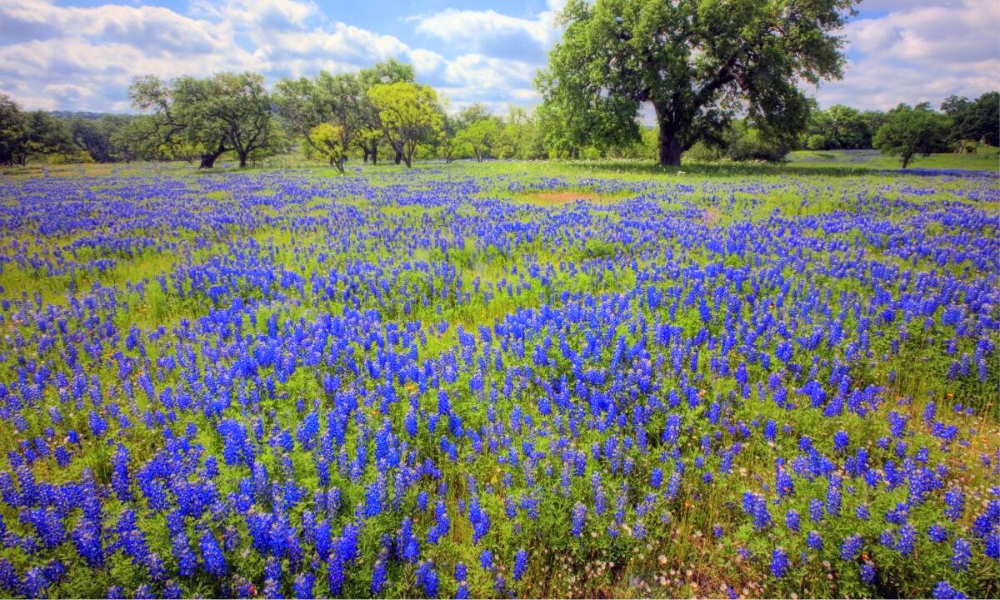 Texas Hill Country l&agrave; sự kết hợp h&agrave;i ho&agrave; giữa lễ ký kết hợp tác chiến lược f168 và liên minh okvip v&agrave; văn ho&aacute;