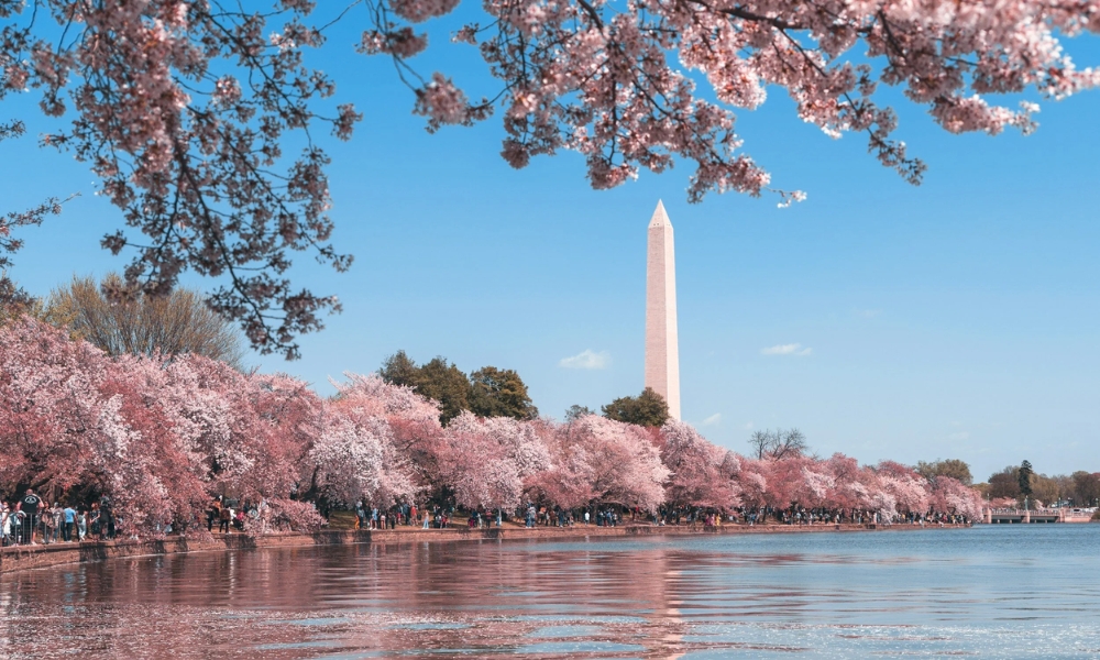 Tidal Basin như một n&agrave;ng thơ e ấp v&agrave;o tiết xu&acirc;n