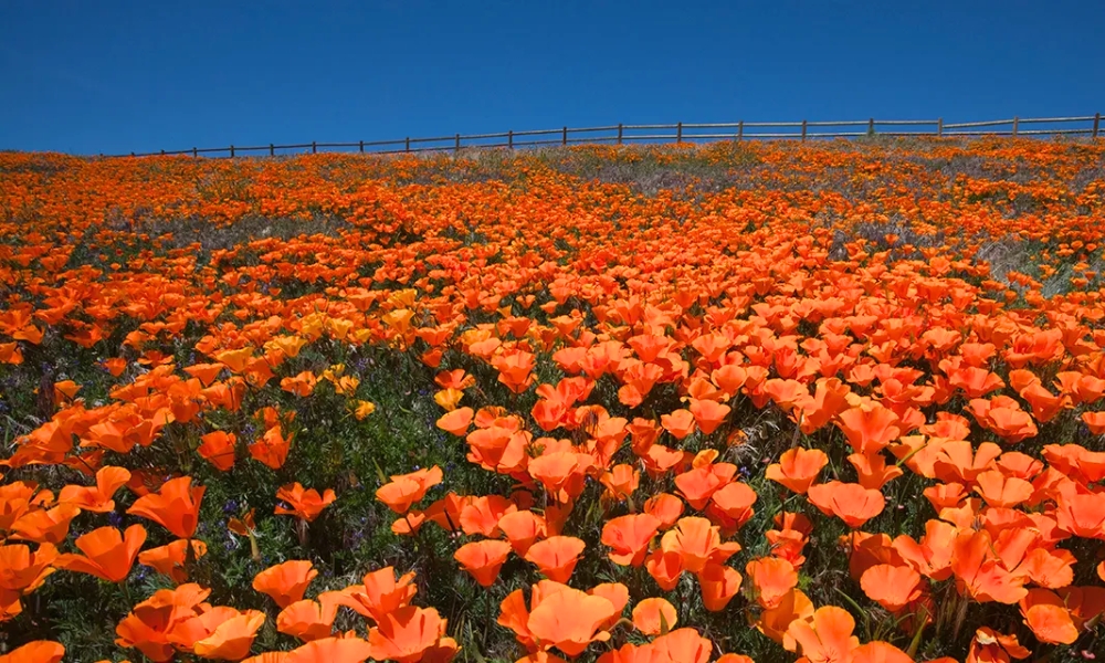 &ldquo;Biển cam&rdquo; tại Antelope Valley sẽ l&agrave;m bạn thơ thẩn