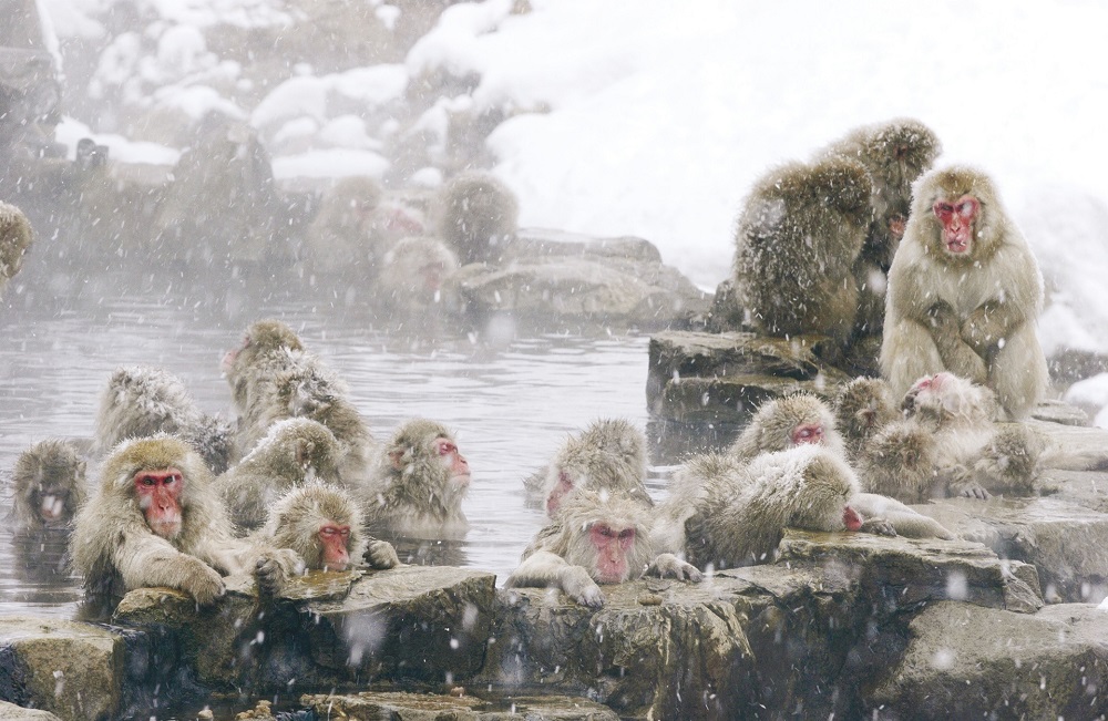 Khỉ tuyết Jigokudani ng&acirc;m m&igrave;nh trong suối nước n&oacute;ng giữa nền tuyết trắng x&oacute;a