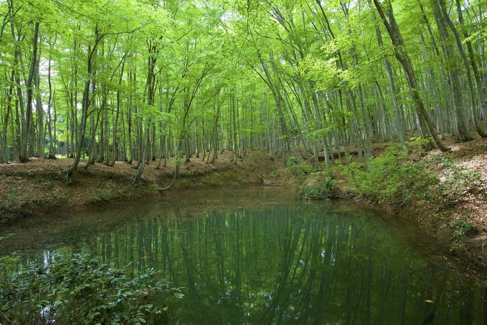 Vẻ đẹp xanh m&aacute;t của rừng Bijin-bayashi v&agrave;o m&ugrave;a h&egrave;