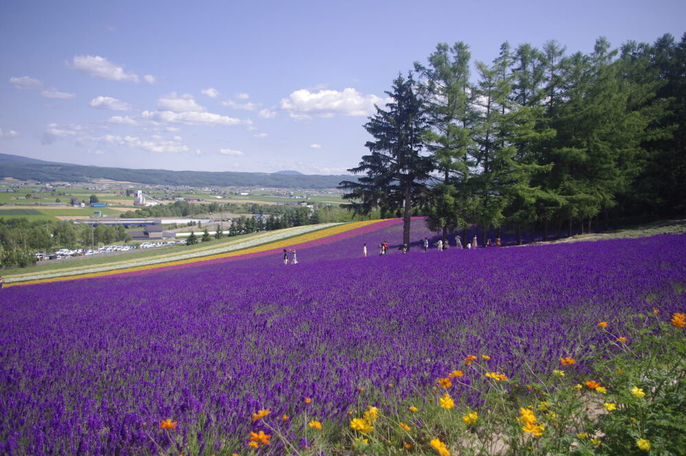 C&aacute;nh đồng hoa lavender t&iacute;m biếc tại Hokkaido v&agrave;o m&ugrave;a h&egrave;