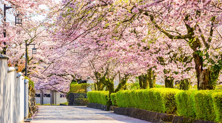 Hoa anh đ&agrave;o nở rộ, nhuộm hồng khắp Quatangf168 tải ứng dụng v&agrave;o m&ugrave;a xu&acirc;n