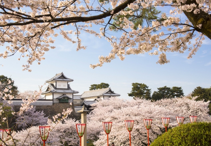 Ghé thăm Kanagawa để chiêm ngưỡng hoa anh đào nở sớm