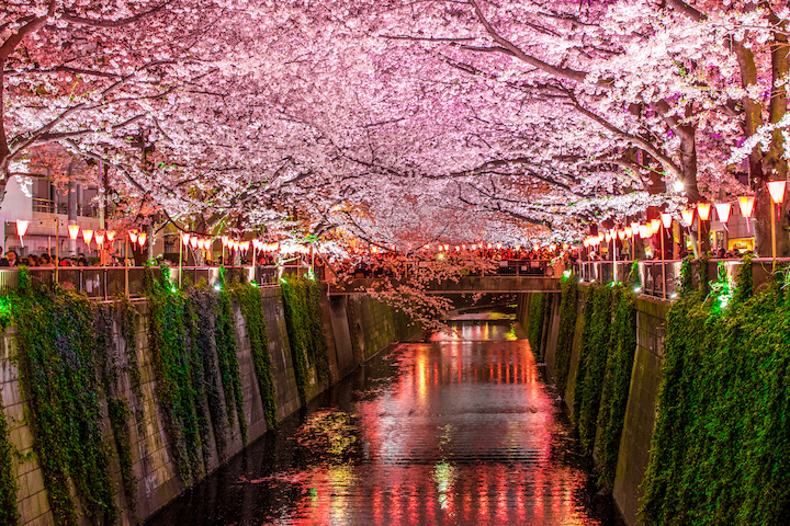 Khung cảnh buổi tối với hàng hoa anh đào thắp đèn lung linh dọc sông Meguro