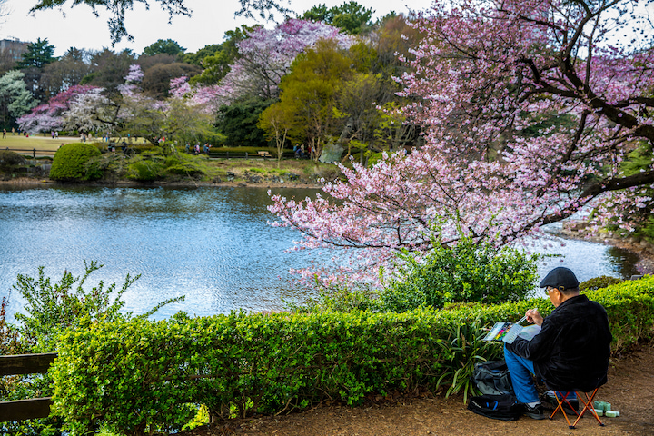 Công viên Shinjuku Gyoen đẹp lung linh với 1.300 cây hoa anh đào khoe sắc