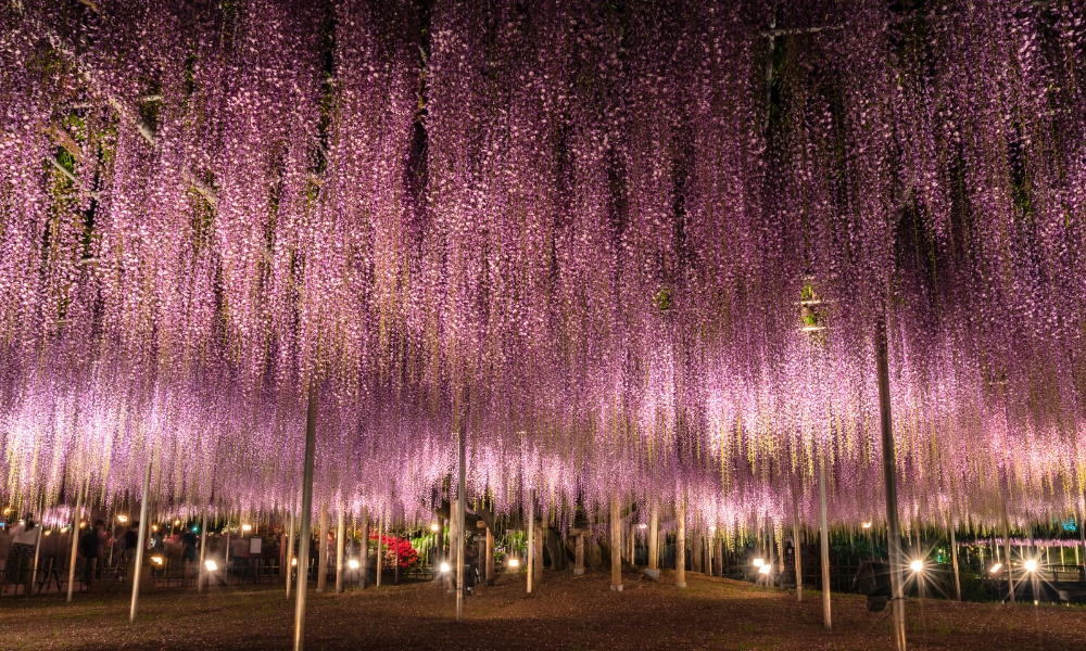 Chắc chắn bạn sẽ cho&aacute;ng ngợp trước vẻ đẹp của &ldquo;rừng&rdquo; hoa Tử Đằng
