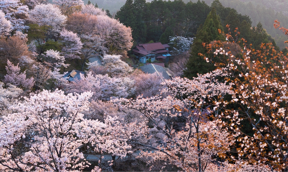 Ngắm hoa tr&ecirc;n n&uacute;i sẽ rất kh&aacute;c với ngắm hoa giữa th&agrave;nh phố