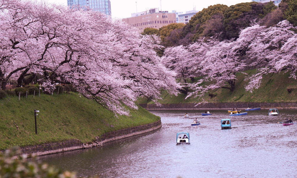 Miền Bắc Quatangf168 tải ứng dụng c&oacute; hoa anh đ&agrave;o nở muộn hơn c&aacute;c v&ugrave;ng kh&aacute;c