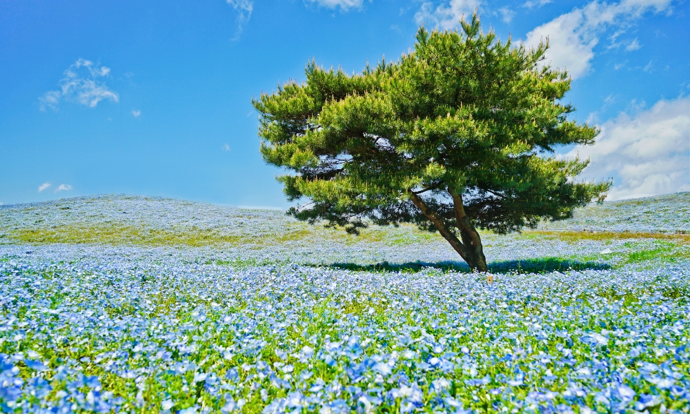 Khung cảnh trước mắt l&agrave; biển hoa xanh mướt chắc chắn sẽ v&ocirc; c&ugrave;ng kh&oacute; qu&ecirc;n