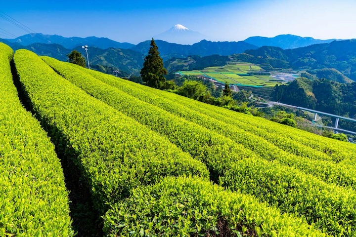 Chi&ecirc;m ngưỡng khung cảnh xanh m&aacute;t của c&aacute;c đồi ch&egrave; gần n&uacute;i Ph&uacute; Sĩ