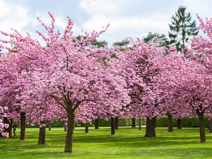 Chi&ecirc;m ngưỡng hoa anh đ&agrave;o nở muộn tại c&aacute;c tỉnh ph&iacute;a Bắc Quatangf168 tải ứng dụng