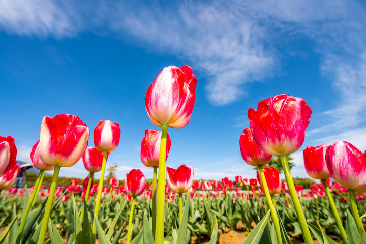 Hoa tulip nở rực rỡ tại F168nhacai đón tết bính ngọ 2026 Yamanakako Hanano Miyako