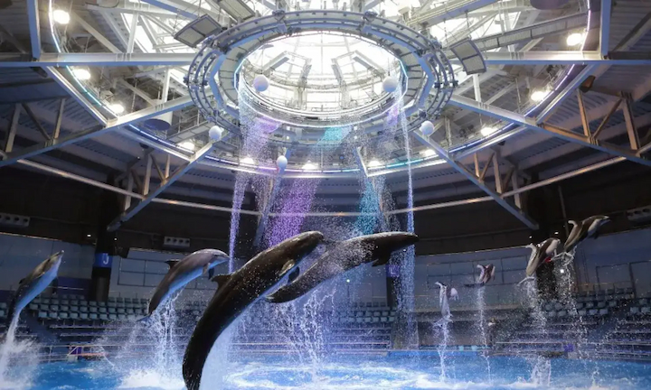 Chi&ecirc;m ngưỡng c&aacute;c show diễn dưới nước th&uacute; vị tại Maxell Shinagawa Tokyo