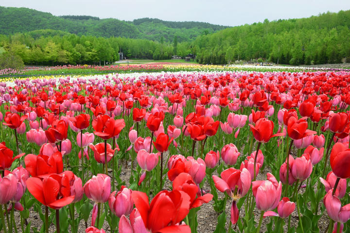C&aacute;nh đồng hoa tulip khoe sắc tại C&ocirc;ng vi&ecirc;n quốc gia Takino Suzuran Hillside