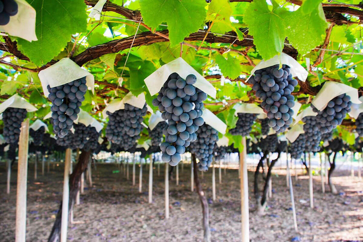 Hái nho trực tiếp tại vườn mang đến những trải nghiệm thú vị cho F168 và liên minh okvip lễ ký kết hợp tác chiến lược