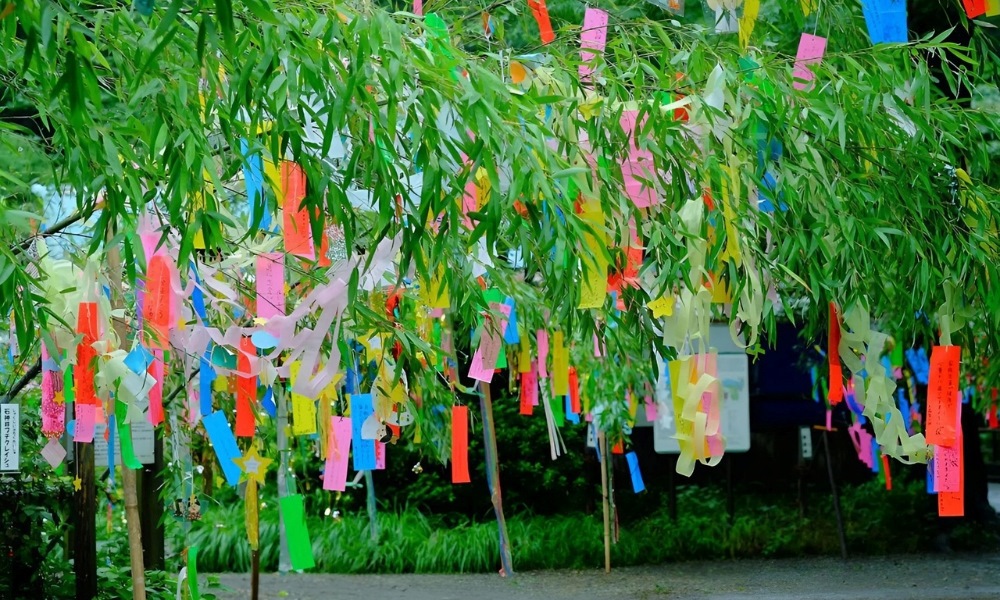 Dải giấy tanzaku treo trên cành tre mang theo điều ước về may mắn và hạnh phúc