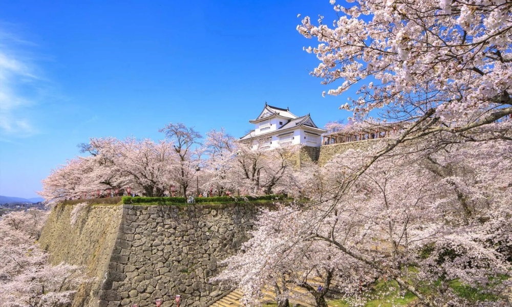 Khu vực lâu đài Okayama rực rỡ trong sắc hoa anh đào