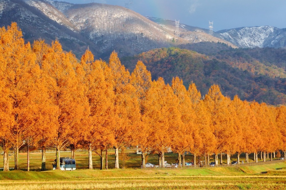 M&ugrave;a thu ở Shiga rực rỡ sắc v&agrave;ng với h&agrave;ng c&acirc;y thủy sam