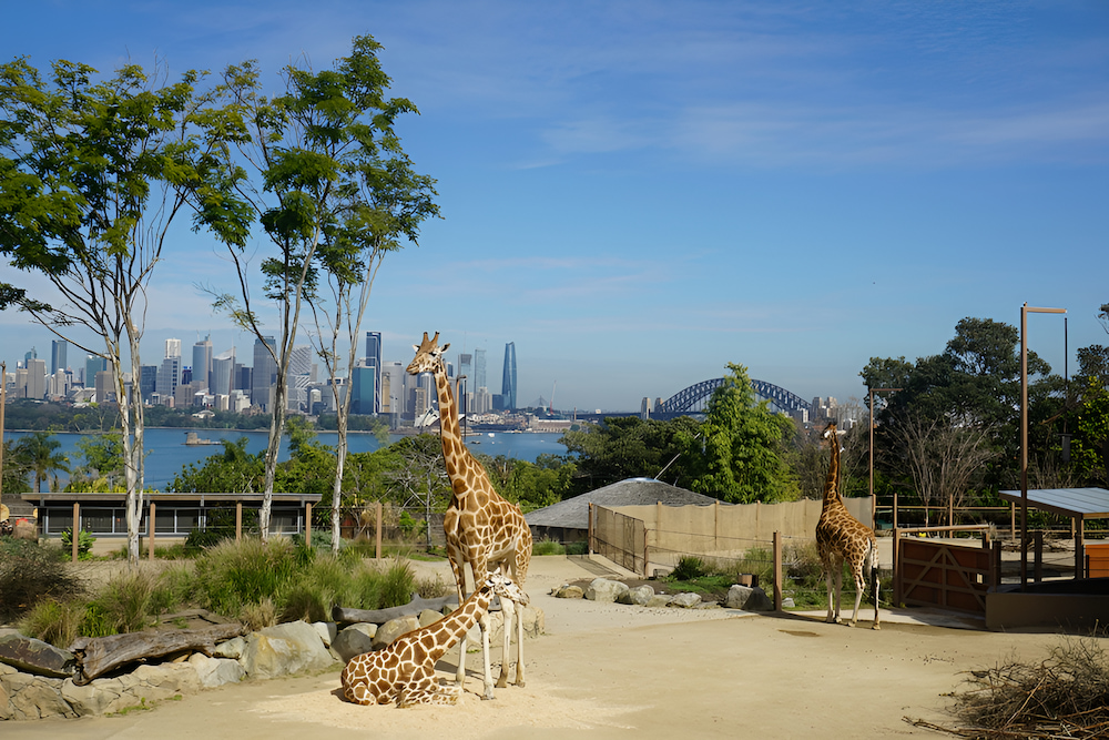 Du kh&aacute;ch c&oacute; thể ngắm nh&igrave;n c&aacute;c lo&agrave;i động vật hoang d&atilde; tại Taronga Zoo&nbsp;