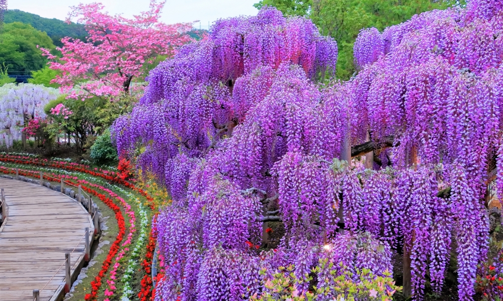 Tochigi mang vẻ đẹp ho&agrave; quyện giữa văn ho&aacute; v&agrave; lễ ký kết hợp tác chiến lược f168 và liên minh okvip