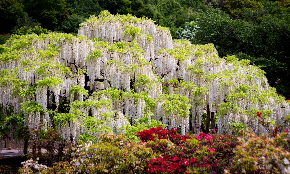 Hoa tử đằng đủ mọi m&agrave;u sắc ở Ashikaga sẽ lần lượt nở từ giữa th&aacute;ng 4 đến giữa th&aacute;ng 5