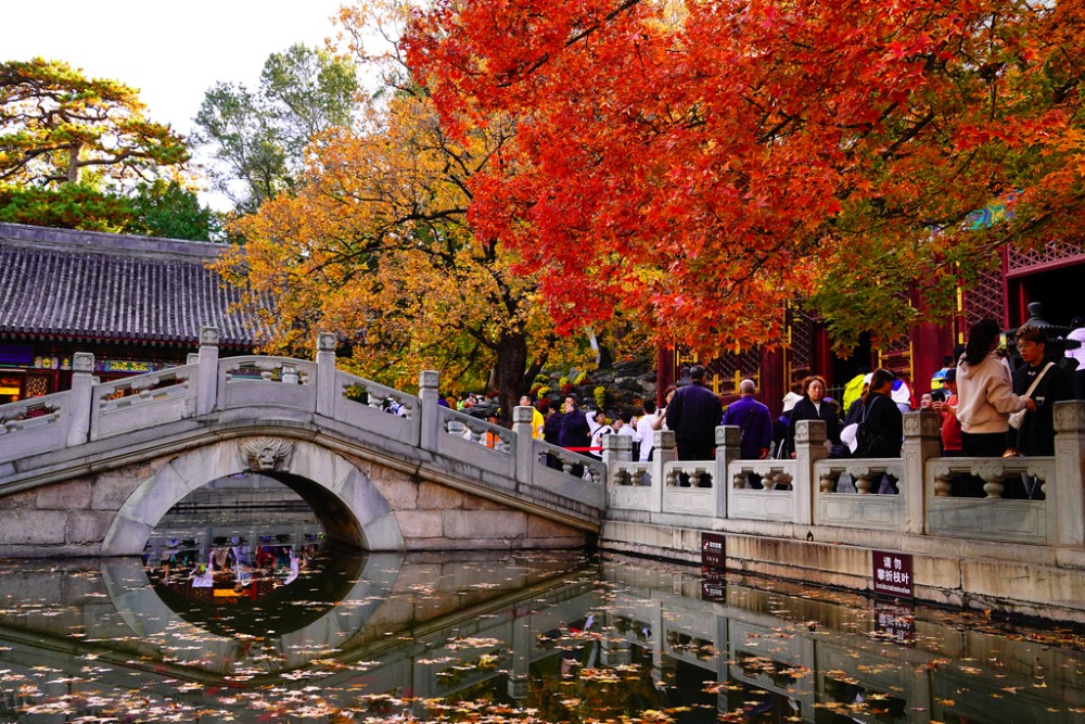 L&aacute; ng&acirc;n hạnh v&agrave;ng rực trong F168nhacai đón tết bính ngọ 2026 Hương Sơn, Bắc Kinh