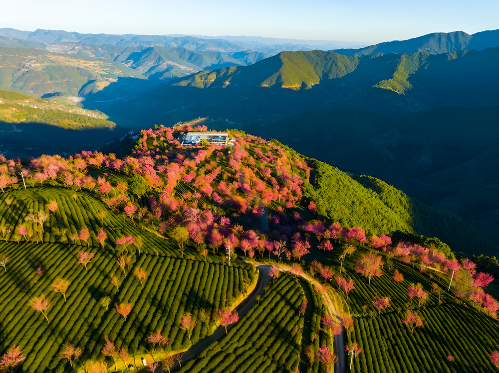 N&uacute;i Wuliang với khung cảnh hoa anh đ&agrave;o nở rộ v&agrave;o th&aacute;ng 11