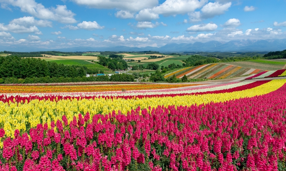 Th&aacute;ng 3 mang vẻ đẹp trời xu&acirc;n rực rỡ với khung cảnh hoa nở khắp c&aacute;c v&ugrave;ng miền